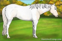 Horse Color:Perlino Tobiano 