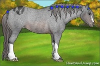 Horse Color:Brown Appaloosa Rabicano