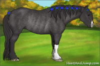 Horse Color:Buckskin Rabicano 