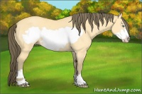 Horse Color:Amber Cream Champagne Dun Frame 