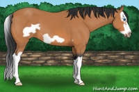 Horse Color:Bay Splash Frame 