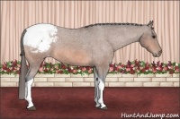 Horse Color:Bay Roan Tobiano Snowcap 
