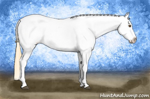 Horse Color: Buckskin Dun Splash Blanket 
