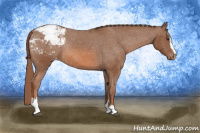 Horse Color:Chestnut Sabino Appaloosa Rabicano