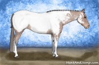 Horse Color:Bay Roan Tobiano Appaloosa