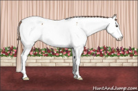 Horse Color:White Spotted Chestnut Splash Appaloosa 