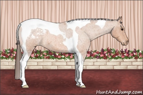 Horse Color:Bay Roan Tobiano Appaloosa 
