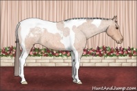 Horse Color:Bay Roan Tobiano Snowcap 