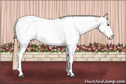 Horse Color:White Spotted Chestnut Appaloosa 
