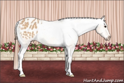 Horse Color:Bay Dun Appaloosa 
