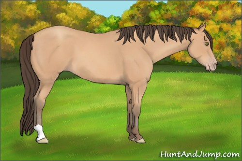 Horse Color: Unknown 