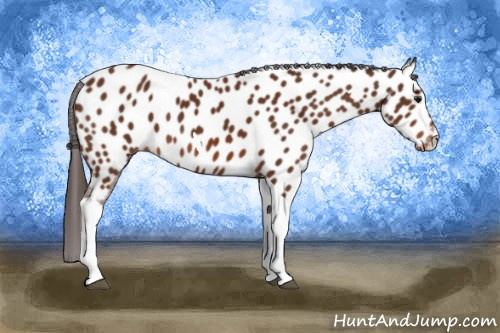 Horse Color: Bay Tobiano Near Leopard 
