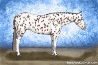 Horse Color:Bay Tobiano Near Leopard 