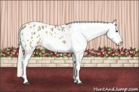 Horse Color:Plaid  White Spotted Palomino Appaloosa 