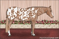 Horse Color:Chestnut Sabino Blanket 