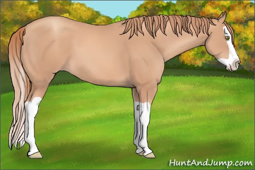 Horse Color: Gold Champagne Splash 