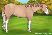 Horse Color:Gold Champagne Splash