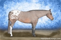 Horse Color:Bay Appaloosa 