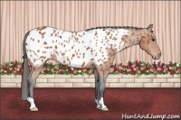Horse Color:Bay Appaloosa 