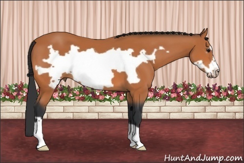 Horse Color: Bay Frame 