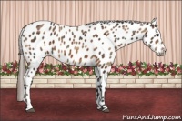 Horse Color:Plaid  Bay Sabino Appaloosa 