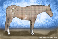 Horse Color:Plaid White Spotted Bay Appaloosa