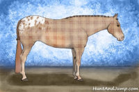 Horse Color:Plaid Chestnut Appaloosa