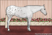 Horse Color:Buckskin Dun Tobiano Blanket 