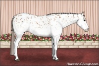 Horse Color:White Spotted Bay Near Leopard Rabicano 
