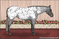 Horse Color:Buckskin Roan Blanket 