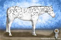 Horse Color:White Spotted Smoky Black Appaloosa 