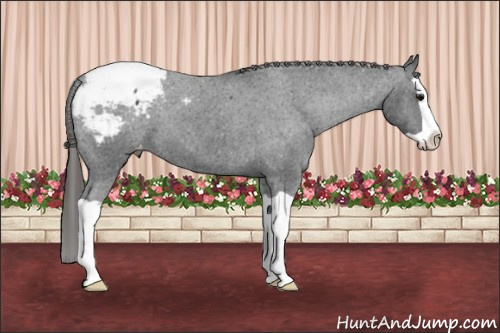 Horse Color: Black Splash Snowcap 