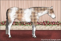 Horse Color:Plaid  White Spotted Bay Appaloosa 