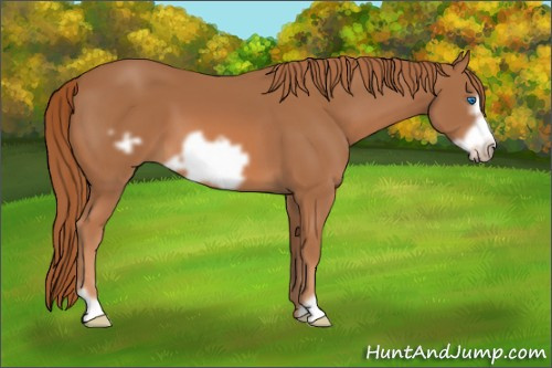 Horse Color: Unknown 