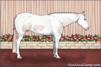 Horse Color:Chestnut Splash Tobiano Varnish 