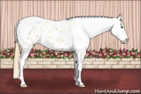 Horse Color:Amber Cream Champagne Splash Tobiano Blanket 