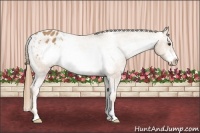 Horse Color:Chestnut Sabino Frame Appaloosa 