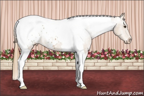 Horse Color: Chestnut Tobiano Blanket 