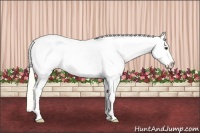 Horse Color:Palomino Snowcap 