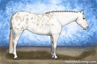 Horse Color:Plaid  Bay Roan Dun Sabino Appaloosa 