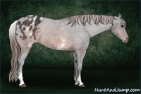 Horse Color:White Spotted Brown Blanket 