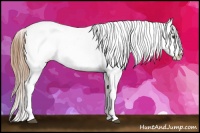 Horse Color:White Spotted Bay Appaloosa 