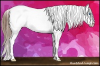 Horse Color:White Spotted Bay Splash Frame Appaloosa 