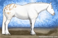 Horse Color:Palomino Roan Splash Appaloosa 