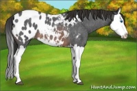 Horse Color:Brown Roan Splash Near Leopard 