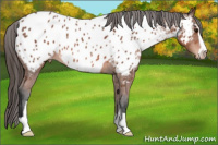 Horse Color:Bay Sabino Appaloosa