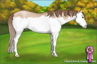 Horse Color:Grullo Pearl Splash Rabicano 