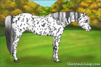 Horse Color:Black Leopard 