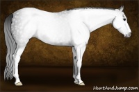 Horse Color:Gray Black Sabino