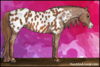 Horse Color:Liver Chestnut Frame Appaloosa 